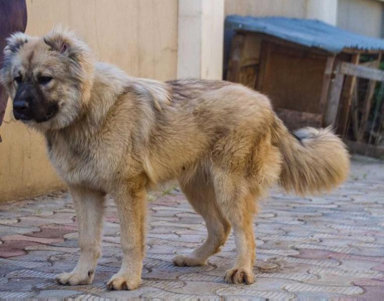 Ajanibon de Warren Leashers (Nikita) | Caucasian Mountain Dog 