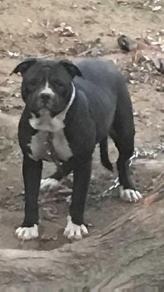 Rowe's Charlotte | American Bulldog 