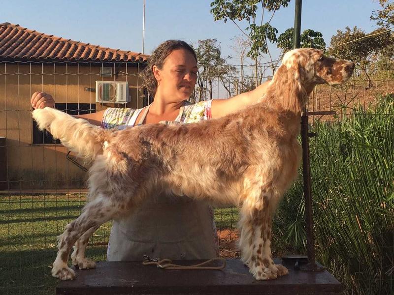 Triaccan English Ibiza | English Setter 