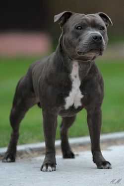 NORIS BLUE FELICITY CHEER | Staffordshire Bull Terrier 