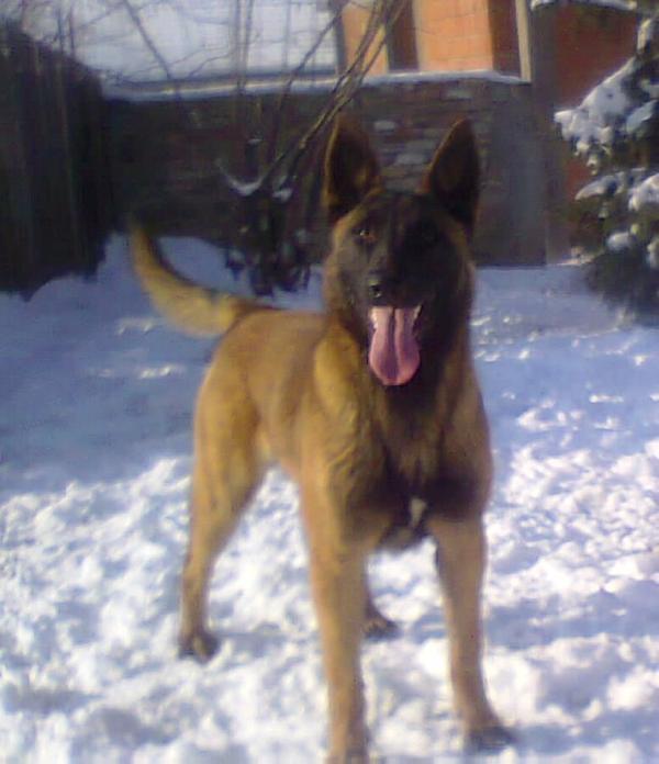 Dolly (2012) 72219 Mn | Belgian Malinois 