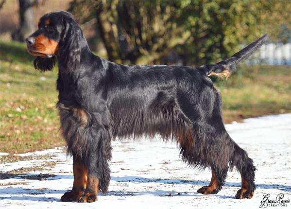 Carboncopy Malafemmena | Gordon Setter 