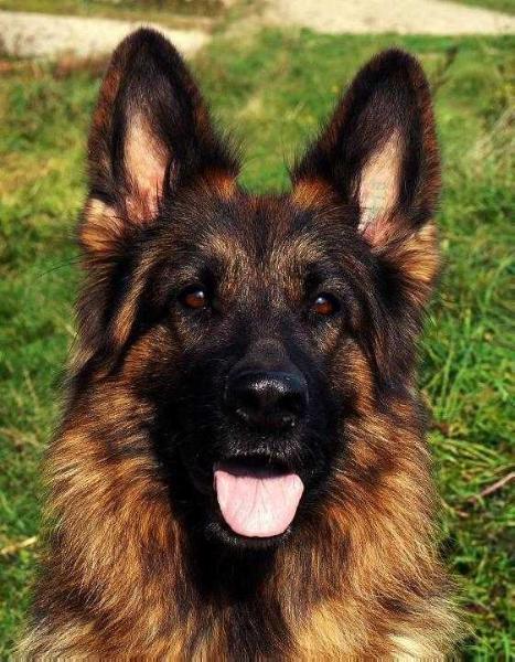 Aphrodite Megy's Garden | German Shepherd Dog 