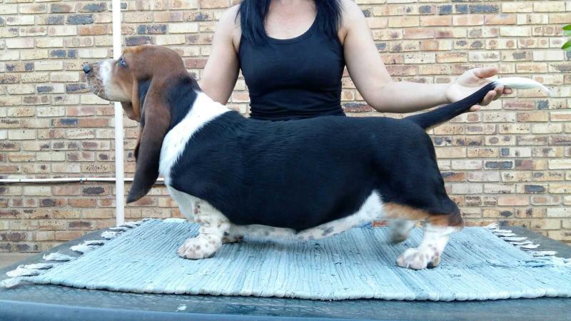 Lagen Onica | Basset Hound 