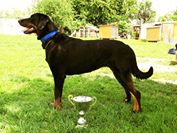 Gera Horla Slovakia | Beauceron 