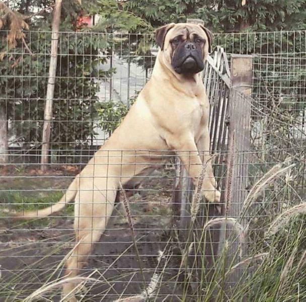 Montoza`s House Andy | Bullmastiff 