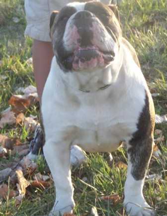 Fotus Sky | Olde English Bulldogge 