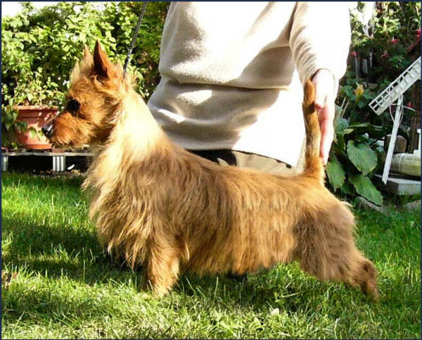 Tatong's Name Of The Game | Australian Terrier 