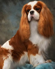 Cavashon Marc Antoni | Cavalier King Charles Spaniel 