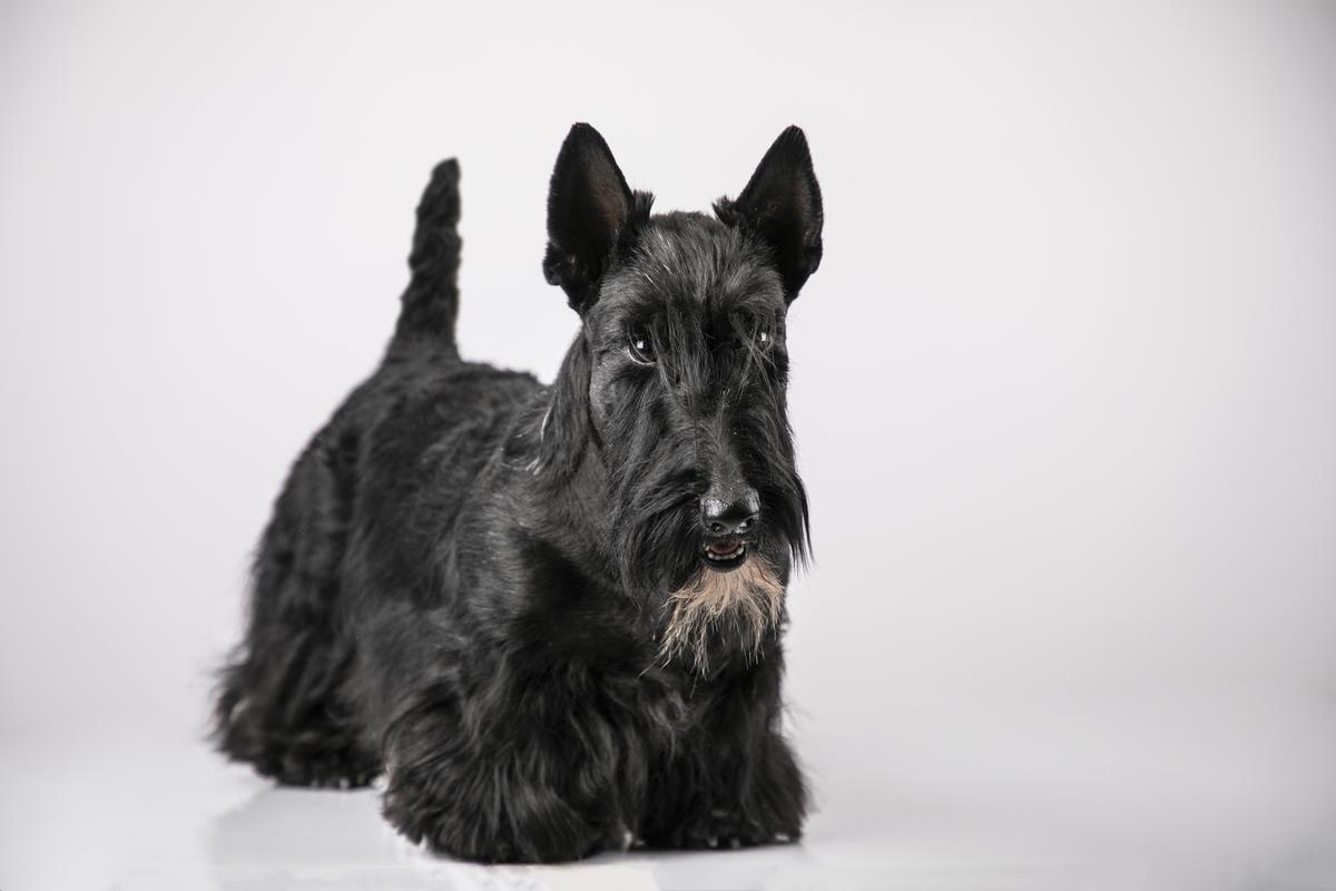 Herrieth Belinda Majesco | Scottish Terrier 