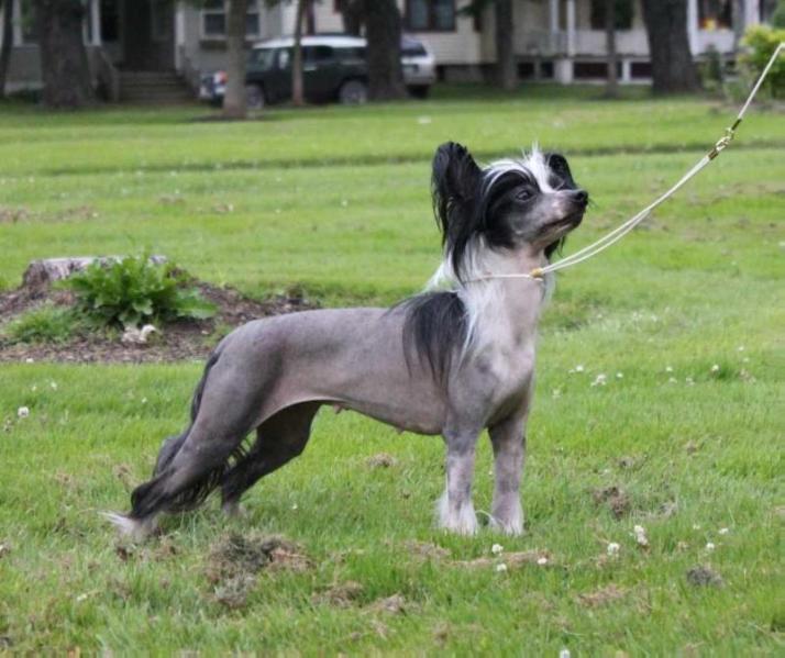 Mauvais Xtravagance Nocturnal AOM | Chinese Crested 