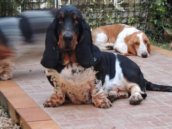 Peace Breeze di Lago Ombroso | Basset Hound 