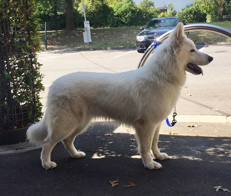 Saffioraire Serendipity | White Swiss Shepherd Dog 