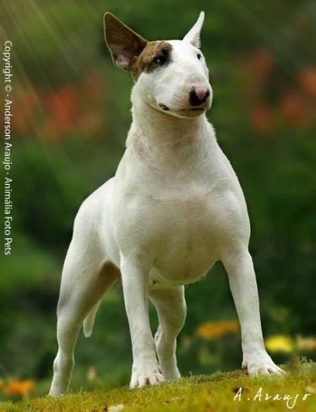 Nobre Espírito Bushido | Bull Terrier 