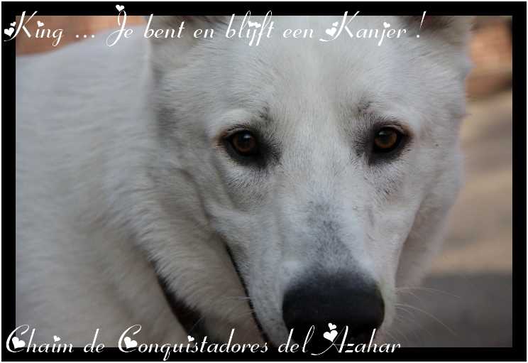 Chaim de Conquistadores del Azahar ED-3/3 | White Swiss Shepherd Dog 