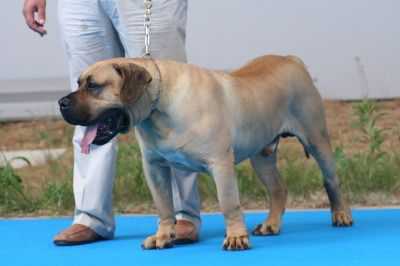 Cobre de la Jacha | Perro de Presa Canario 