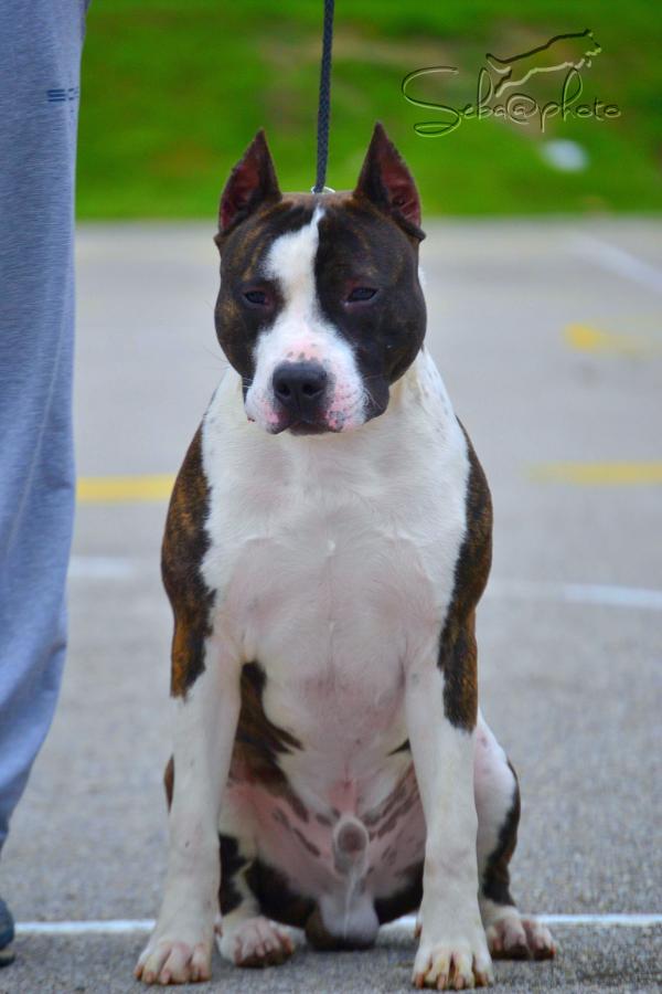 Ruff Rider Blue Aurora | American Staffordshire Terrier 
