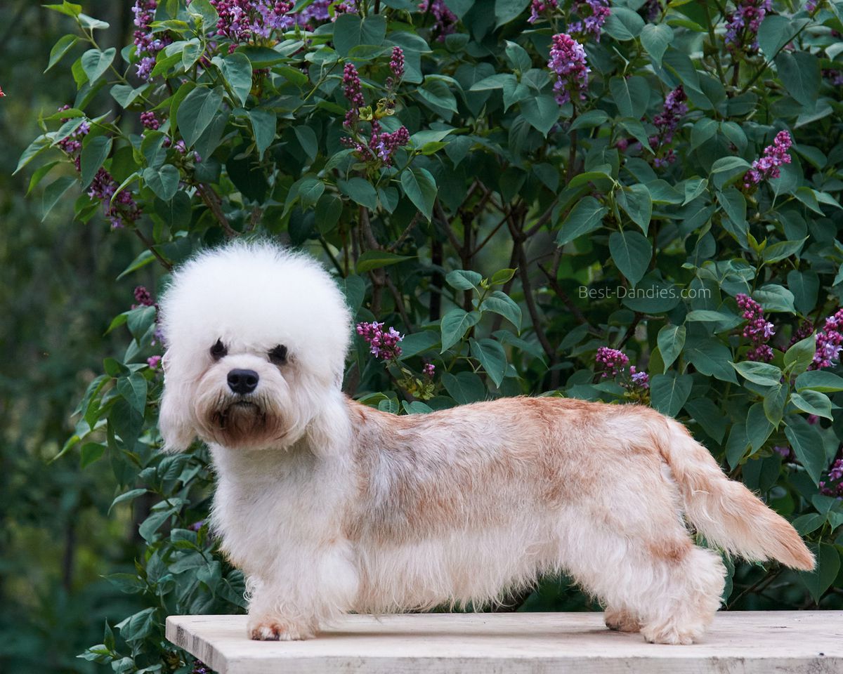 Sunny Magic Shadberry | Dandie Dinmont Terrier 