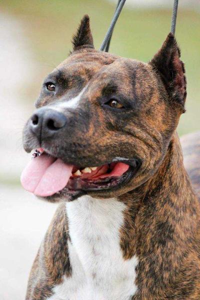 Barcelona AS-W | American Staffordshire Terrier 