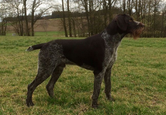 Nero  von der Hofmark | German Wirehaired Pointer 