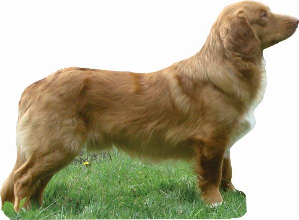 Praetorium Latobicorum's Dylan | Nova Scotia Duck Tolling Retriever 