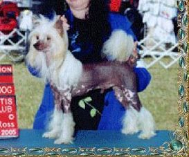 Ht's They Call Me Mello Yello | Chinese Crested 