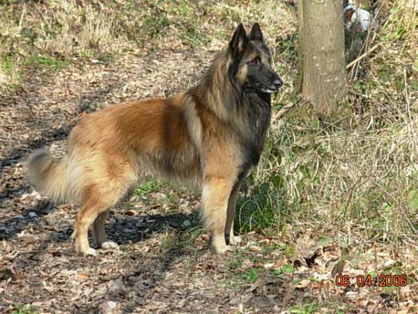 U'Souka du crepuscule des loups | Belgian Tervuren 