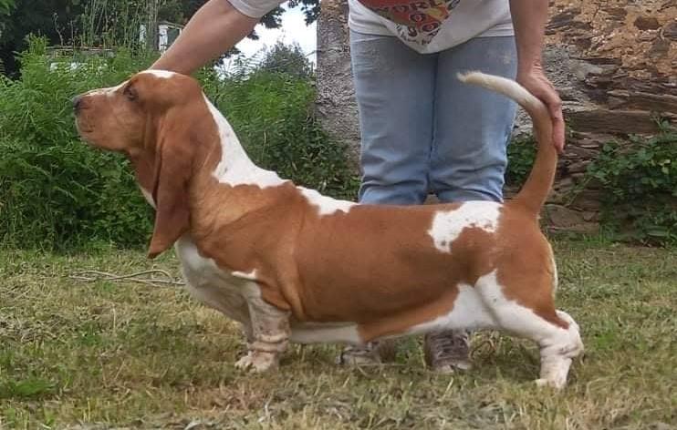 Laurinda Louvável da Quinta da Alfarrobeira | Basset Hound 