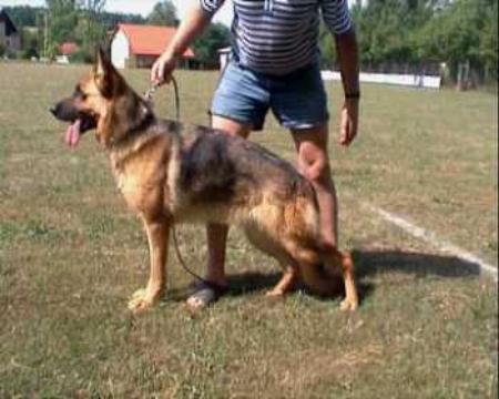 Zambi vom Gräfental | German Shepherd Dog 