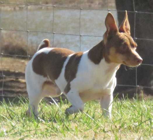 Cress' Copper Top Of AHK | Teddy Roosevelt Terrier 