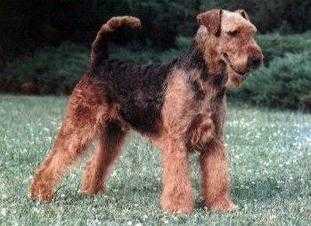 Mastercopy von der Locher Muechle | Airedale Terrier 