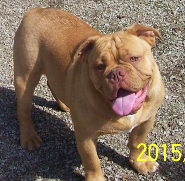 BuffaloCreek's/Kangpen's Typhoon | Olde English Bulldogge 