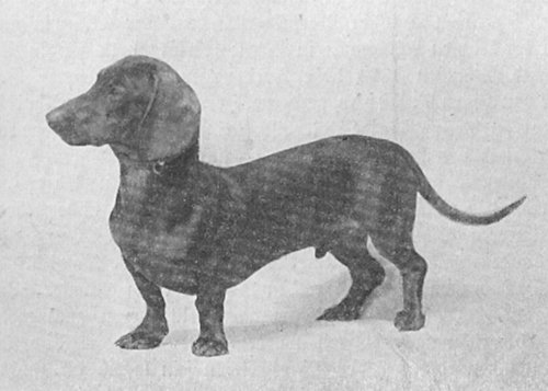 Junker Schneidig II Hui-Faß | Dachshund 