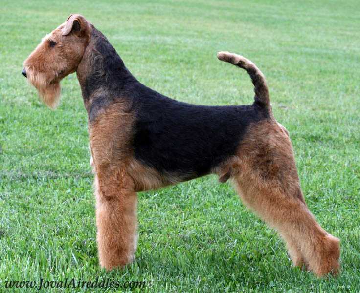 JOVAL LEAP OF FAITH | Airedale Terrier 