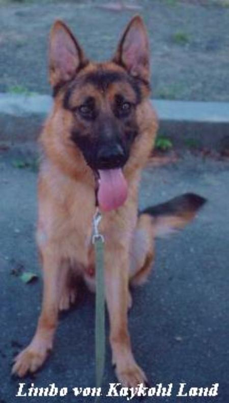 Limbo von Kaykohl Land | German Shepherd Dog 