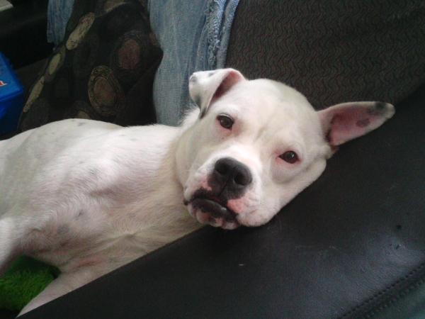 Trevor's Cassy of NS | American Bulldog 