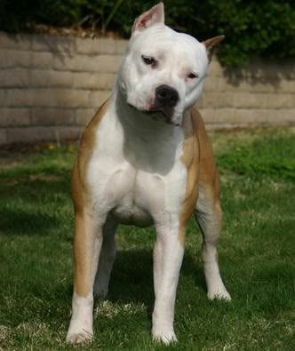 Top Shotta'S Hoku Hotrod-N 2 Az | American Pit Bull Terrier 