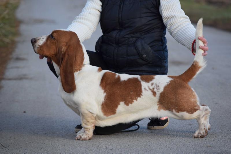 Nagyhegyi Pajkos Kiss Me | Basset Hound 