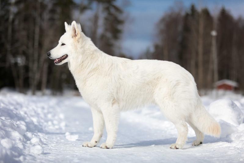 Of Trebons Berger Blanc Calvin | White Swiss Shepherd Dog 