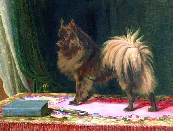 Prairie Prince (1848-1899) [William Henry Trood's] | German Spitz 