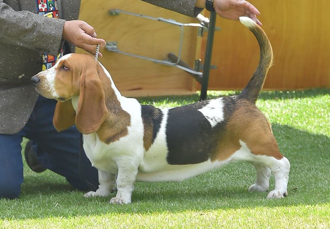 Bella (Almazán) FCM FCI | Basset Hound 