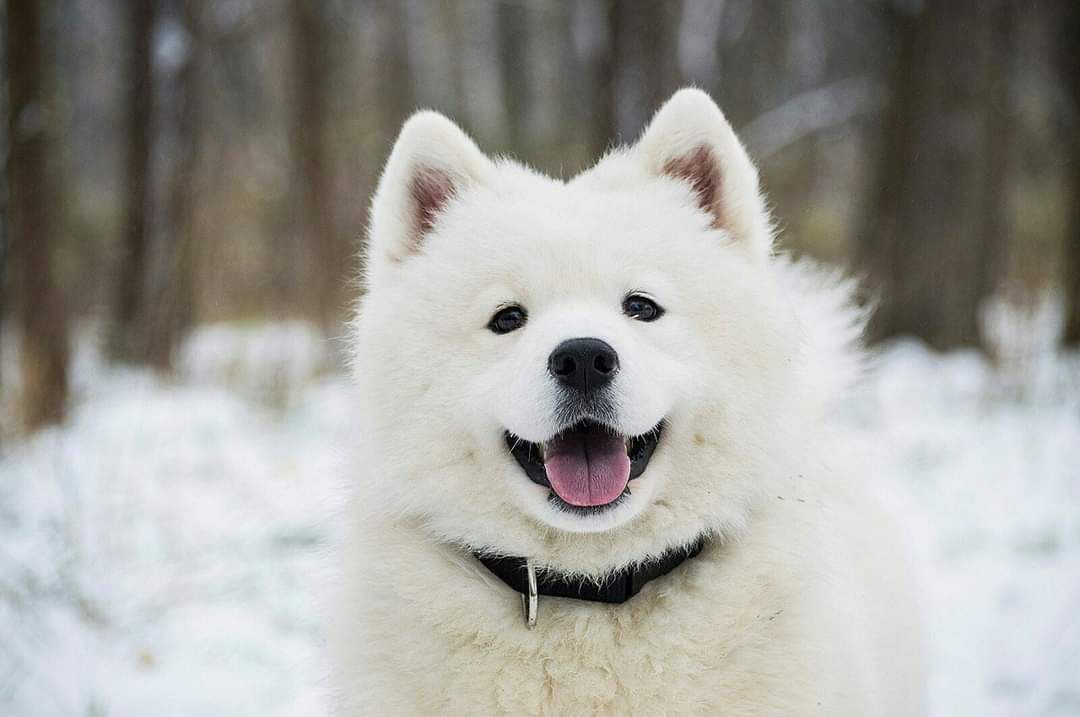 Alexi dream | Samoyed 