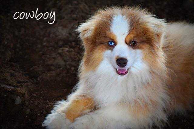 Lana Hill Cowboy | Australian Shepherd 