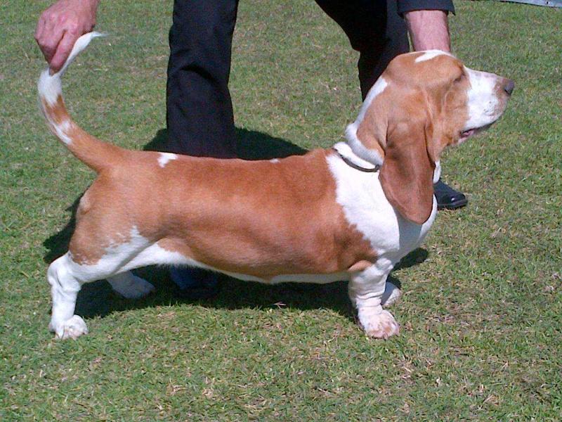 Minerva Avaleur du Sabre of Tidalwaves | Basset Hound 