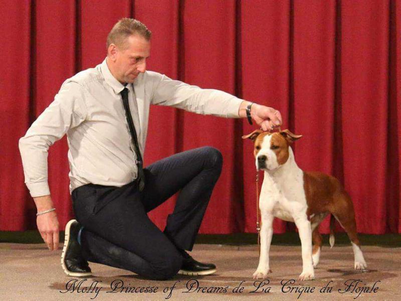 Molly Princess of dreams de la crique du flojule | American Staffordshire Terrier 