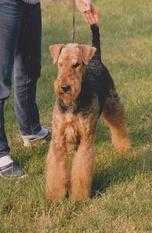 Flair vom Blasiusberg | Airedale Terrier 