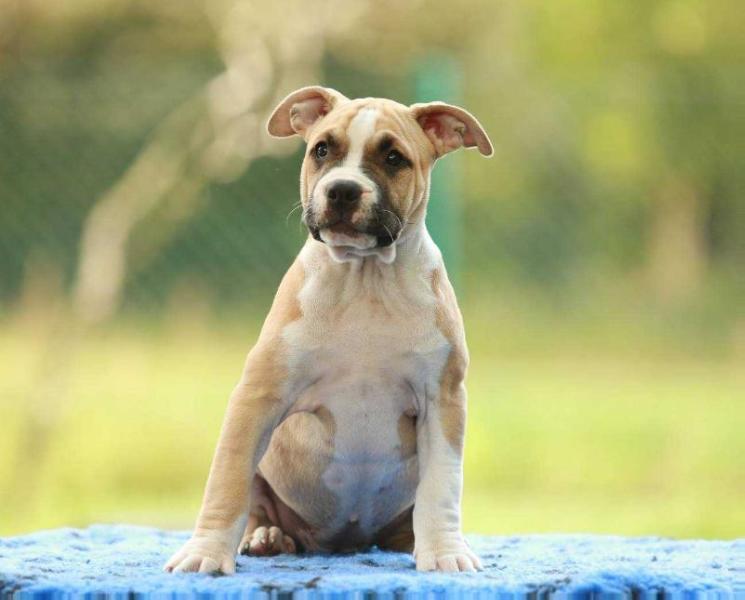 PINACOLADA PUPCIA Zomiranos | American Staffordshire Terrier 