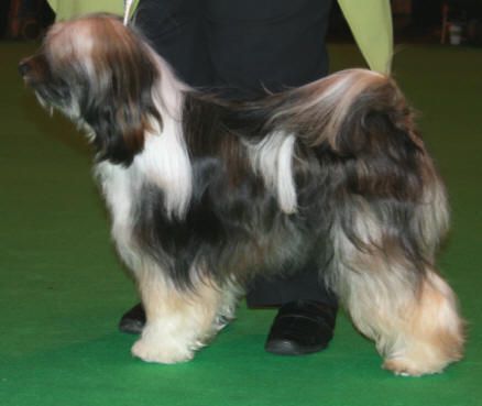 KASHI TANGERINE DREAM | Tibetan Terrier 