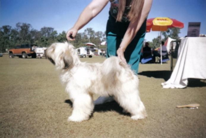 KIRAE NOTYMEFORCOOKIE | Tibetan Terrier 