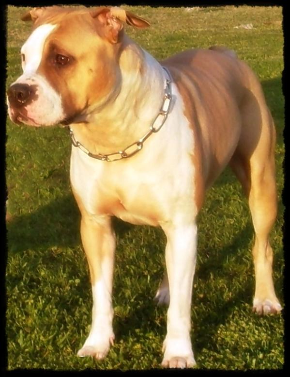 poison of greatwarrios | American Staffordshire Terrier 
